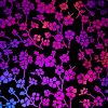 90 Pre Made Etched Pattern #127 Cherry Blossoms, Aurora Borealis G-Magenta Blue Dichroic on Thin Black Glass