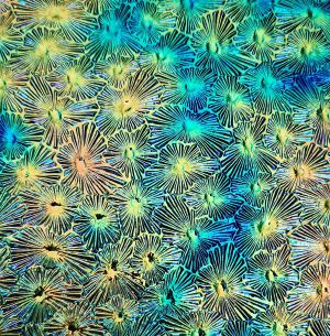 90 Aurora Borealis Salmon Dichroic on Florentine Thin Black Glass