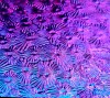 90 Crinklized Purple Dichroic on Thin Glass "This really stays purple" on Florentine Thin Black