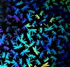 90 Pre Made Etched Pattern #089 Dragonflies, Aurora Borealis B-Gold Dichroic on Thin Black Glass
