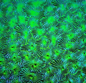 96 Emerald Dichroic on Florentine Thin Glass